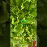 #shorts #野菜 #野菜レシピ #野菜収穫 #レシピ #料理 #料理vlog#これなに #名前わからん炒めたら食べれる？