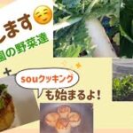 sou農園13/【紹介します‼️sou農園の野菜達】🥬「sou クッキング」も始まるよ!(rara、ユーリー、キキ、クッキー、ラビリン、メル、ルナ)