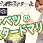 キャベツのマスタードマリネ【プロラボの野菜を使ったレシピ】