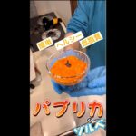 【ヘルシースイーツ〜パプリカのソルベ〜】潰瘍性大腸炎のお父さんの作って食べたい〜ヘルシースイーツソルベ〜  #shorts #ヘルシースイーツ #潰瘍性大腸炎レシピ #ダイエットレシピ