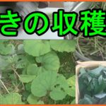 【山菜】ふきの収穫をしました！【春野菜】