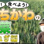 知ろう！食べよう！いちかわの野菜　～長ねぎ編～