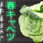 【お弁当おかず】春キャベツの簡単料理レシピ6選　冷めても美味しいおかずの作り方！冷蔵庫にあるもので簡単おいしい節約料理/旦那弁当/毎日弁当/春キャベツレシピ/bento