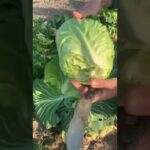 【ちょー簡単！】残り物を使って激うま野菜スープ！　#料理 #簡単料理 #簡単レシピ #キャベツレシピ #ブロッコリー #にんじん #自給自足の大学生