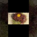 【1分レシピ】 簡単すぎる韓国本場のユッケ黄金比レシピ/牛肉馬刺しサーモン何でもOK #shorts