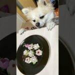 時短で簡単レシピや料理の裏技お弁当のおかずなど紹介しています #shorts Japanese food cooking recipe