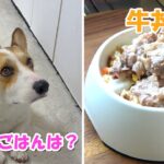 犬の手作りごはんレシピあり～今夜は牛丼！