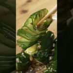 鬼うまきゅうり漬け4選 #shorts #きゅうり #レシピ