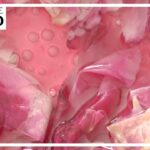 【バラモチーフ】ローズレシピ BEST10