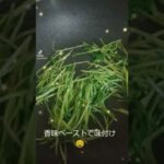 再生野菜の豆苗　時短レシピ