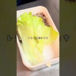 大学生のお弁当作り。#料理 #自炊 #自炊記録 #ダイエット #ダイエットレシピ #自炊記録 #大学生 #お弁当