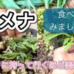 ヨメナの夏野菜炒め~夏に食べられる野草レシピ~Aster yomena-Wild herbs recipes that can be eaten in summer-