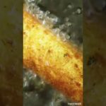 @aoi.1119 への返信 チーズは正義#tiktokfood #tiktokレシピ #テイストメイド #shorts