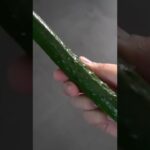 【無限きゅうり】きゅうりの板摺ちゃんとやってる？#shorts #レシピ #簡単レシピ #きゅうりレシピ #料理 #料理動画 #おうちごはん #豆知識  #きゅうり #無限きゅうり #板摺 #オリひと