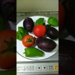 【初心者でもできた】夏野菜のオムレツ #料理 #料理動画 #shorts