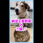 (ショート動画)納豆と夏野菜、豚しゃぶのご飯を食べたジャックラッセルテリア　#shorts