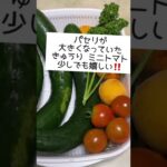 枯れたじゃがいも収穫 小さいけどまあいいかな〜夏野菜いろいろあって嬉しい🤗