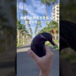 2022/8/19 夏野菜収穫ラン