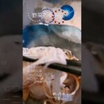 【野菜とそうめん】体に良さそう#short