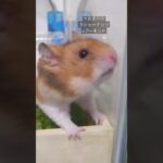 野菜レシピ中心の食事でメタボ解消♪#shorts #動物 #ハムスター