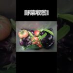 収穫した野菜で料理 #shorts