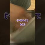 【#shorts 】お弁当生活🍱50日目【#料理 #お弁当 #タイムラプス 】