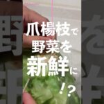 【そんな方法で！？】野菜を長持ちさせる驚愕の方法とは