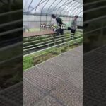 #ロメインレタス#レシピ#JGAP#ロメインレタス料理#香川県#JA香川県#美味しい野菜#野菜#農業#農業女子