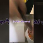 【#shorts 】お弁当生活🍱60日目【#料理 #お弁当 #タイムラプス 】