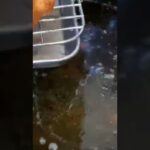 ‼️独身男のお弁当＃２は鳥唐弁当作ってみました🤩👍＃NOWAR＃世界平和＃願い届け＃戦争早期終結