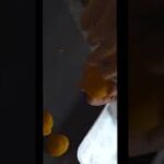 【かぼちゃスイーツ】優しい甘さが癖になるスイートパンプキンの作り方!《ハロウィン🎃》#shorts #かぼちゃスイーツ #ハロウィンレシピ