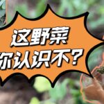 野菜配蒜汁，绝了！