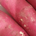 七瀬日記　お弁当下拵え　レシピ付き