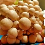 【しめじ レシピ】超簡単！チンして和えるだけ！【酒蒸しきのこのおろし和え】簡単副菜レシピ