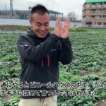 【こだわりの野菜をプロの料理人のレシピで】ゆうどき 2022年12月のメイン食材「寒じめほうれん草」生産者のご紹介
