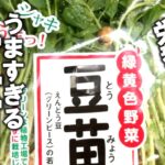 【豆苗 レシピ】簡単豆苗の簡単炒め　すぐにできる簡単副菜　今夜の一品に