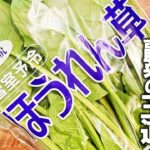 【ほうれん草 レシピ】ほうれん草とベーコンの簡単炒め　誰でも手軽に材料２つでおいしくできる！簡単副菜
