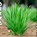 【ニラ レシピ】絶対失敗しない！レンジだけで！おいしい副菜３選　～ニラ玉や保存方法も掲載～