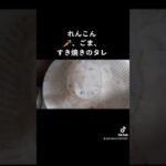 #shorts #れんこん #きんぴら #野菜 #レシピ #時短レシピ #ダイエット #晩ごはん