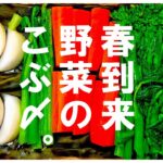 【仕込み１５分で】抜群に旨くなります。野菜の昆布〆。