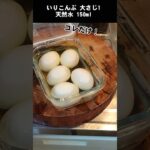 【朗報】漬けるだけ！？奇跡の半熟味玉ができます！究極の出汁たまご
