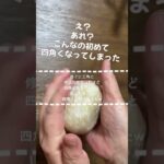 簡単おにぎらずよりラップおにぎり／三角？四角……丸も出来るよ／焼き鮭レシピ／お弁当作り