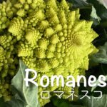 美しいお野菜 ロマネスコの切り方&レシピ3#ロマネスコ