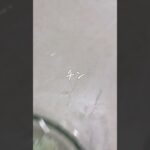 【豚こま】レンチン濃厚メイン! #簡単レシピ