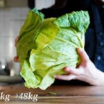 【春キャベツ1玉】1週間の晩ごはんダイエットレシピ。主菜5品+副菜3品作ります | ダイエット中の食事