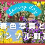 【簡単料理】春色写真とシンプルな菜の花の副菜【シンプルレシピ】