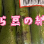 大粒‼️そら豆の納豆を作って、お弁当に入れてみたいと思います😮💦💦