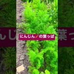 大量野菜と野いちごGET！#夕食レシピ #野菜 #ヘルシー #葉っぱで野菜の名前わか？かな？