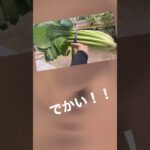 でっかい小松菜ゲット！#フクロモモンガ #トイプードル #野菜 #料理 #小松菜 #美味い #レシピ #アニマル #ペット #モモンガ #わんこ