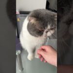 SNSで話題の丸亀製麺のシェイクうどんを再現した結果ww #shorts